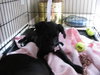 May the Lab Puppy