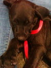 April the Lab Puppy