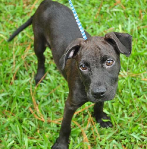 April the Lab Puppy