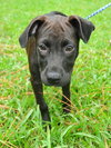 April the Lab Puppy