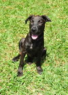April the Lab Puppy