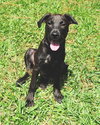 April the Lab Puppy