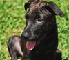 April the Lab Puppy