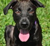 April the Lab Puppy