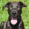 April the Lab Puppy