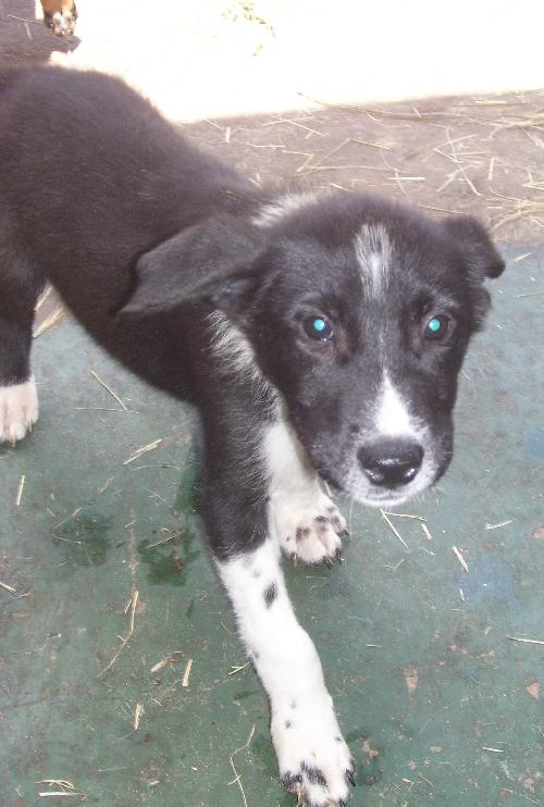Jess the Border Collie