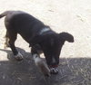 Jess the Border Collie