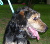 Champ The Labadoodle