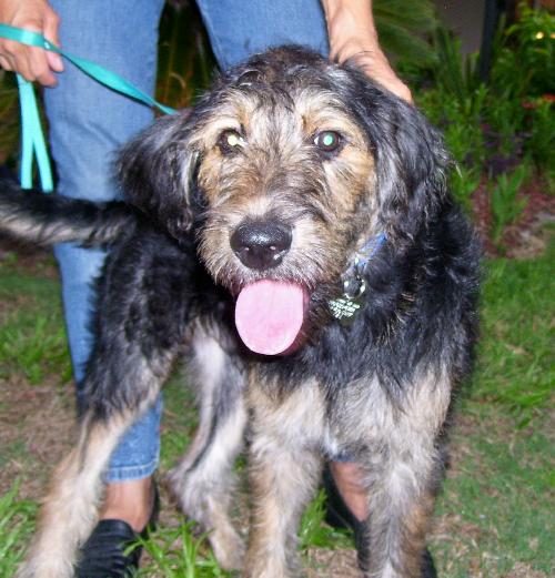 Champ The Labadoodle