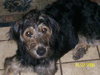 Champ The Labadoodle