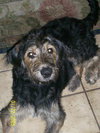 Champ The Labadoodle