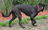 Riverside the Happy Lab