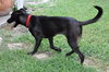 Riverside the Happy Lab
