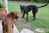 Riverside the Happy Lab