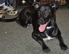 Riverside the Happy Lab