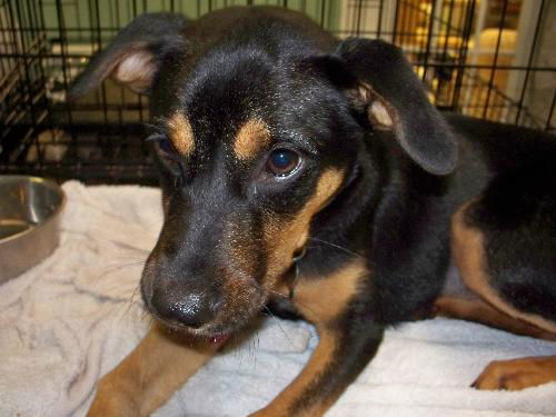 Kaley West the I4 Miracle Puppy