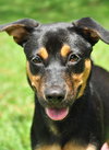 Kaley West the I4 Miracle Puppy