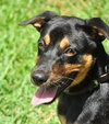 Kaley West the I4 Miracle Puppy