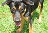 Kaley West the I4 Miracle Puppy
