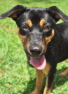 Kaley West the I4 Miracle Puppy
