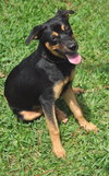 Kaley West the I4 Miracle Puppy