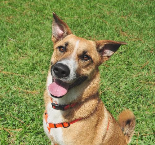 Lola the German Shepherd