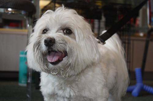 DJ the Maltese