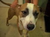 Nicolette the Terrier