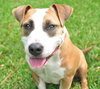 Nicolette the Terrier