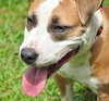 Nicolette the Terrier