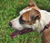 Nicolette the Terrier