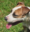 Nicolette the Terrier
