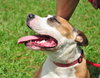 Nicolette the Terrier