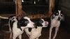 Kylie the Whippet Mix