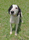 Kylie the Whippet Mix