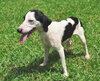 Kylie the Whippet Mix