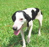 Kylie the Whippet Mix