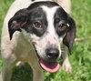 Bruce Lee the Whippet Mix