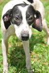 Bruce Lee the Whippet Mix