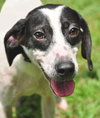Bruce Lee the Whippet Mix