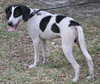 Bruce Lee the Whippet Mix