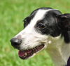 Kendall the Whippet Mix