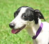 Kendall the Whippet Mix