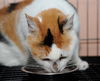 Gerry the Calico