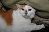 Gerry the Calico