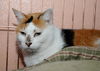 Gerry the Calico