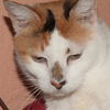 Gerry the Calico