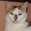 Gerry the Calico