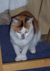 Gerry the Calico