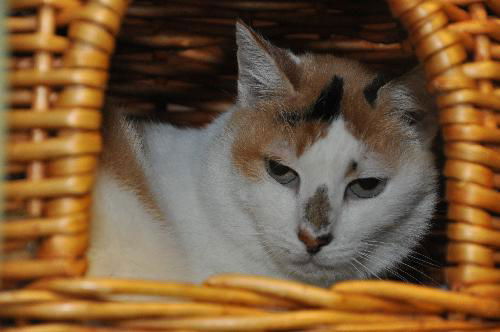 Gerry the Calico